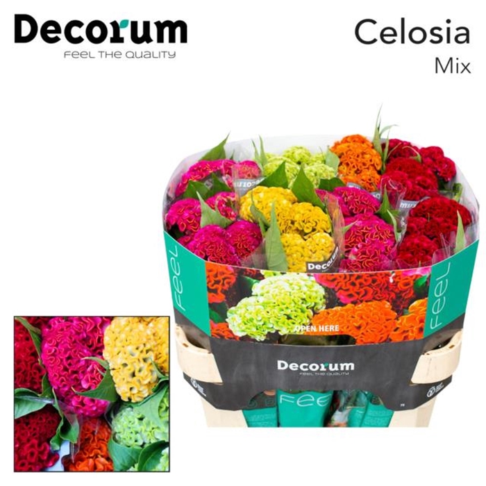 <h4>Celosia C Act gemengd in fust</h4>