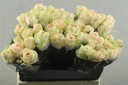 <h4>R Gr Wedding Rose</h4>