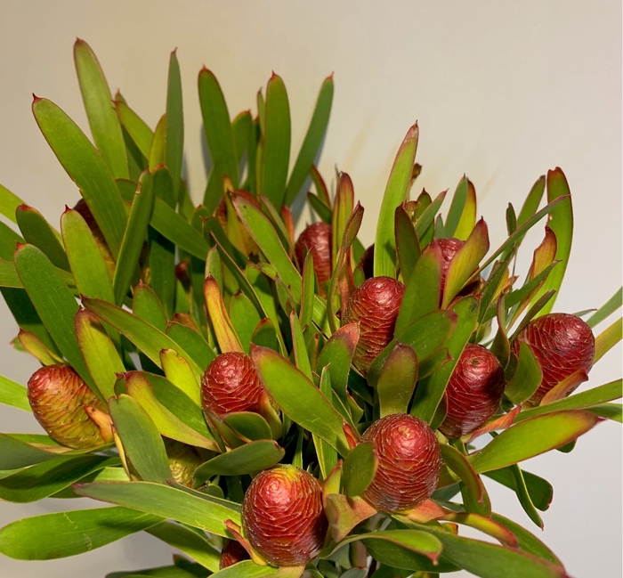 Leucadendron Cherry Pearl