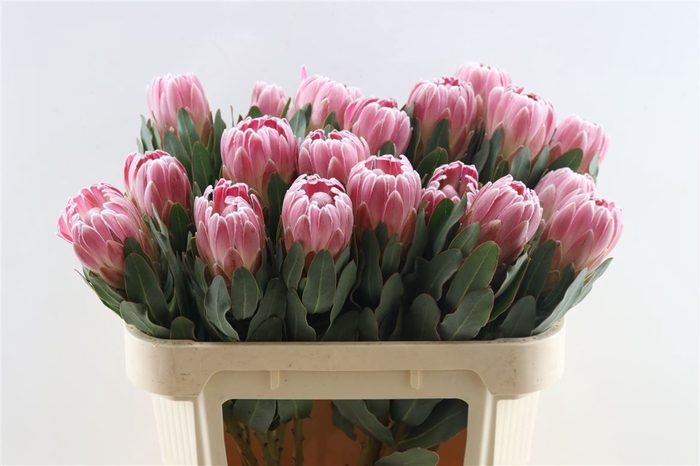 <h4>Protea Carnival 70cm</h4>