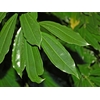 Greens - Cocculus leaves