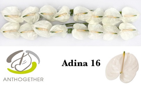<h4>Anthurium Adina</h4>