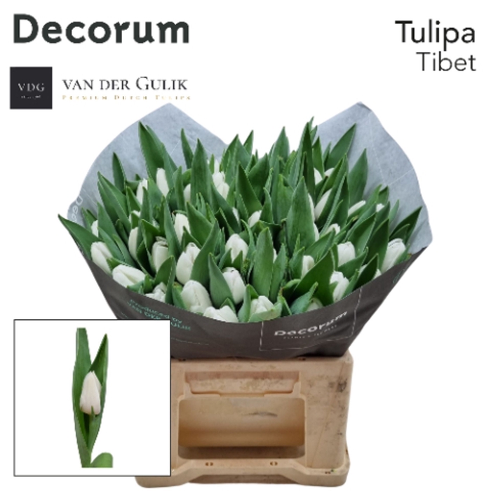 <h4>Tulipa enke. Triumf Grp Tibet</h4>