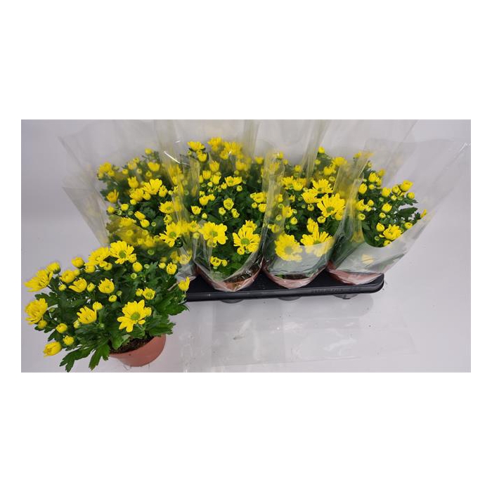 <h4>Chrysanthemum Chrystal Yellow 14Ø 24cm 5pp</h4>