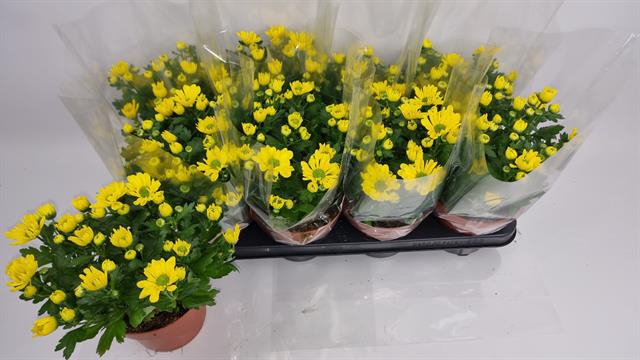 Chrysanthemum Chrystal Yellow 14Ø 24cm 5pp
