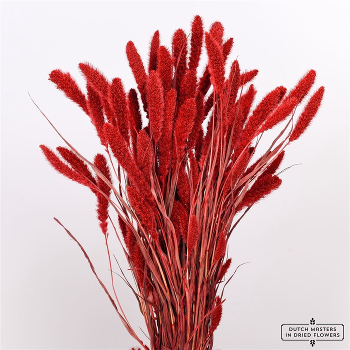 <h4>Dried Setaria Red Bunch</h4>