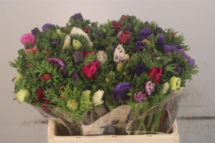 <h4>Anemone Galil Mixed In Bunch</h4>