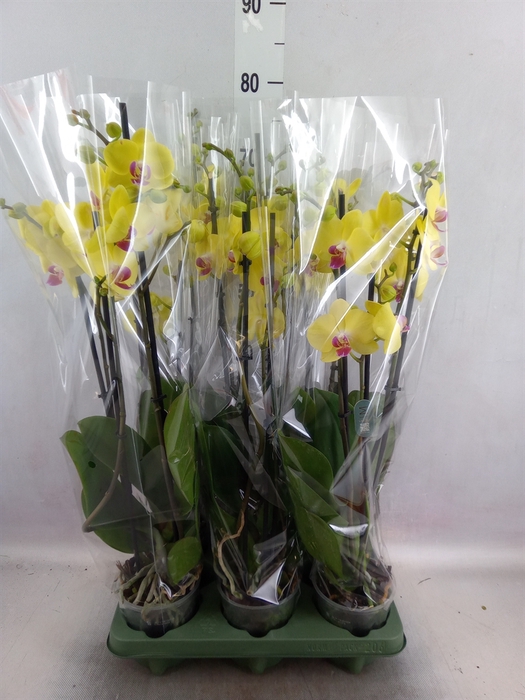 <h4>Phalaenopsis  'FC Miraflore'</h4>