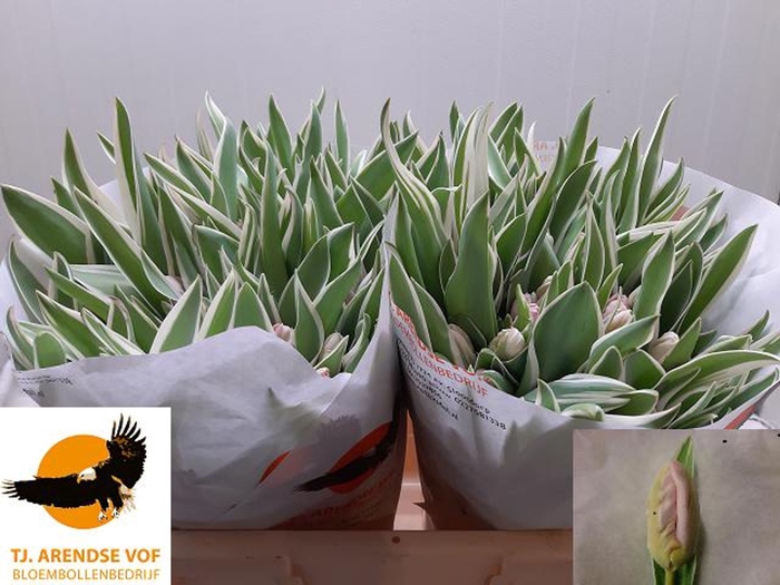 <h4>Tulipa (Par. Elzenburg</h4>