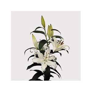Lilium Oriental Helvetia