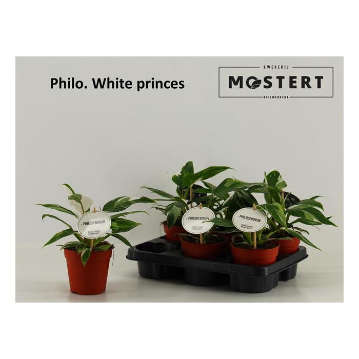 <h4>Philodendron White Princess 12Ø 30cm</h4>