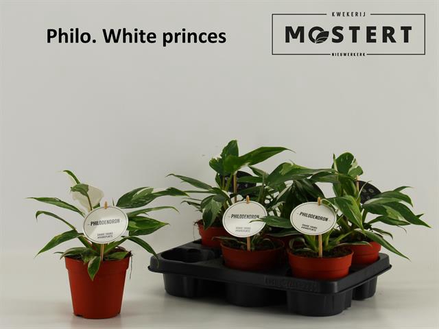 Philodendron White Princess 12Ø 30cm