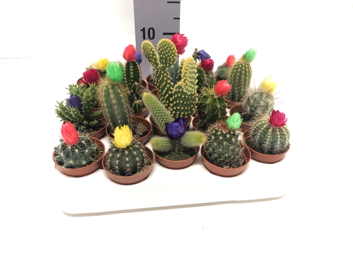 Cactus Stroflower 5,5Ø 5cm