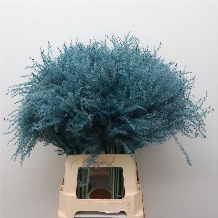 Dried Stipa Feather Light Blue