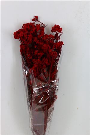 <h4>Pres Rice Flowers D. Red Bunch</h4>