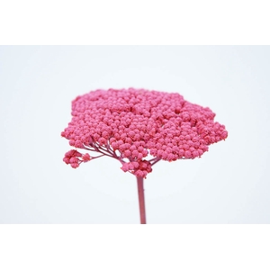 Achillea frosted pink