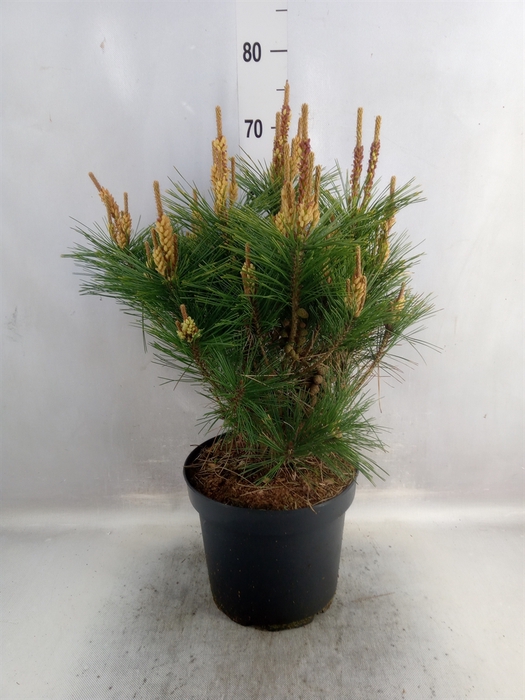 <h4>Pinus nigra</h4>