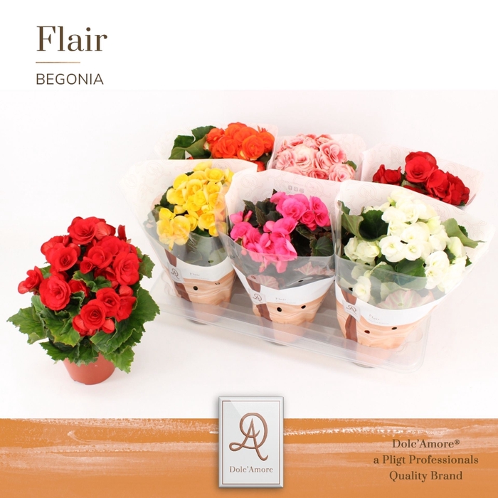 <h4>Begonia Elat. dubbelbloemig gemengd</h4>