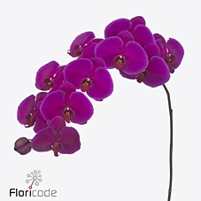 <h4>Phalaenopsis velvet janet (per flower)</h4>