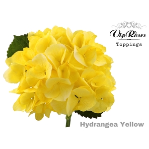 HYDR M SUNNY YELLOW 60 cm