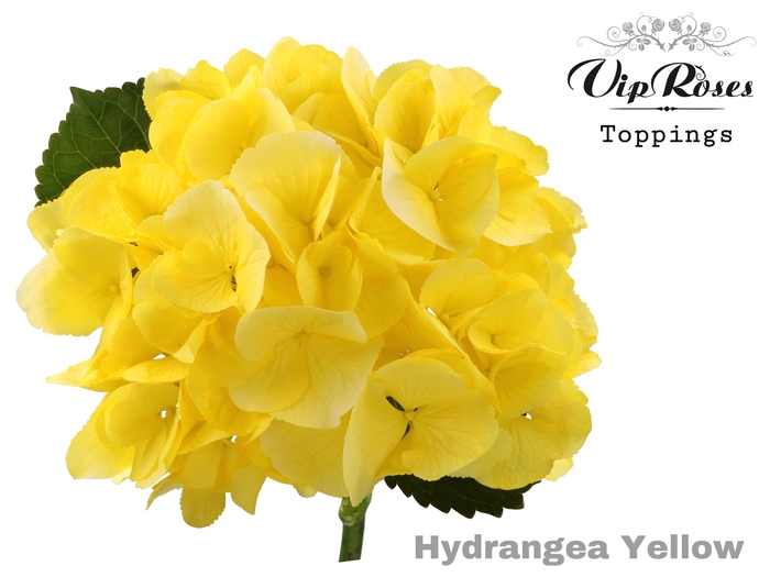 HYDR M SUNNY YELLOW 70 cm