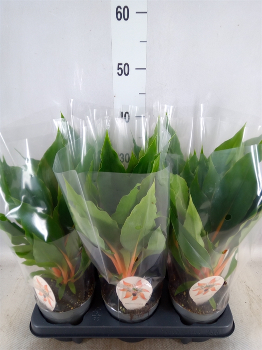 Chlorophytum orchi. 'Green Orange'