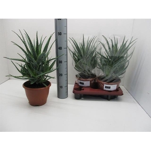 Aloe Arborescens (Cites) 20Ø 47cm