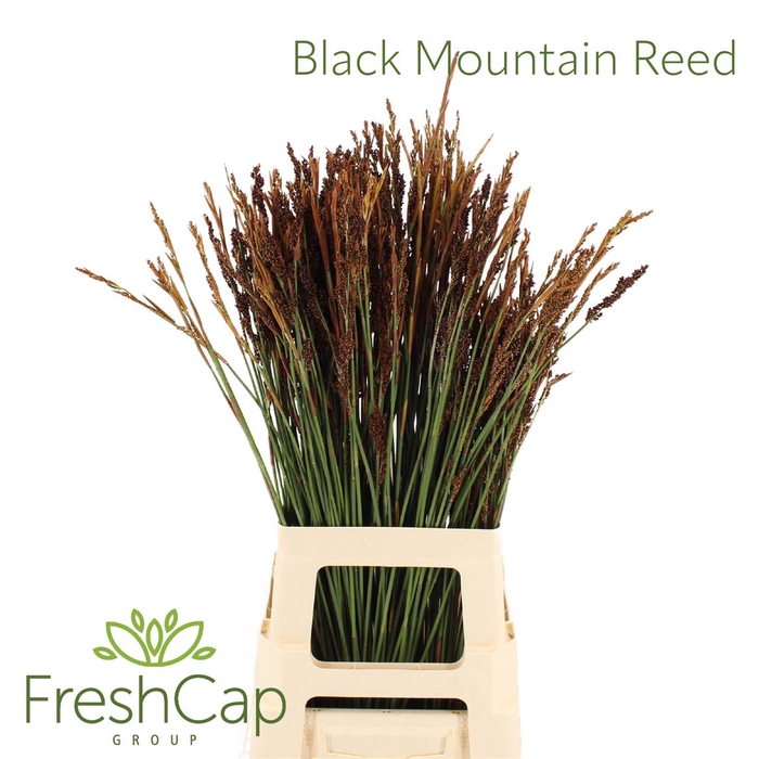 <h4>Black Mountain Reed</h4>