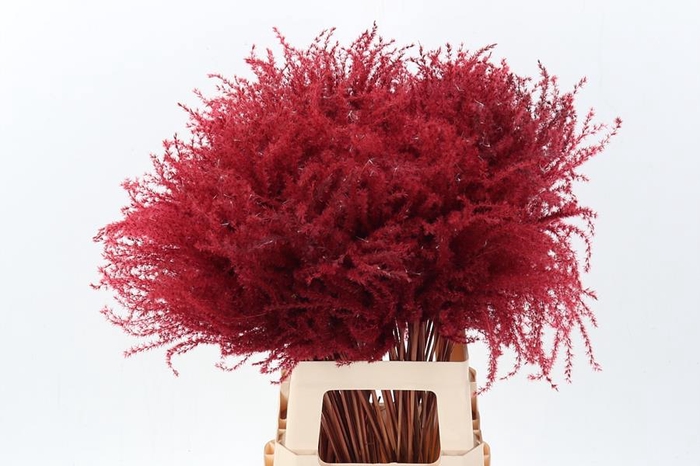 <h4>Dried Stippa Feather Bordeaux</h4>