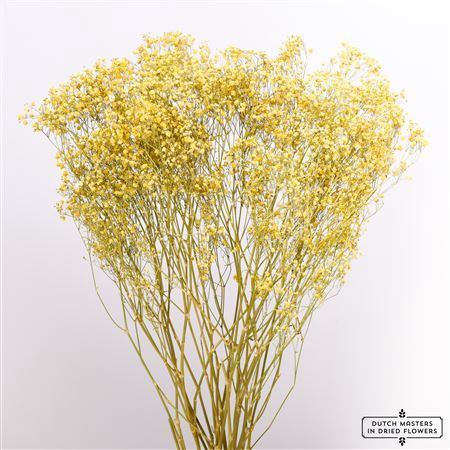 <h4>Dried Gyps Yellow Extra Bunch</h4>