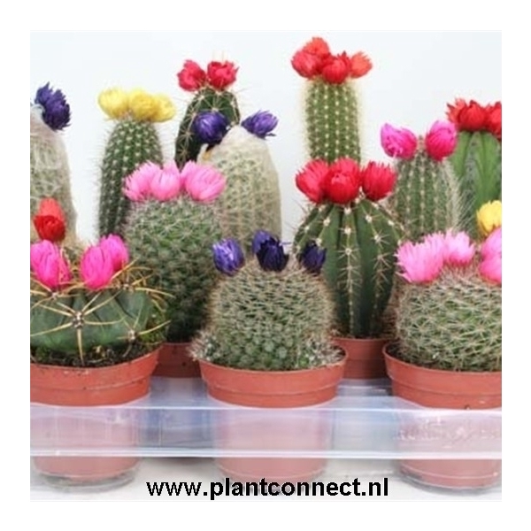 Cactus versierd Sier ( droogbloem