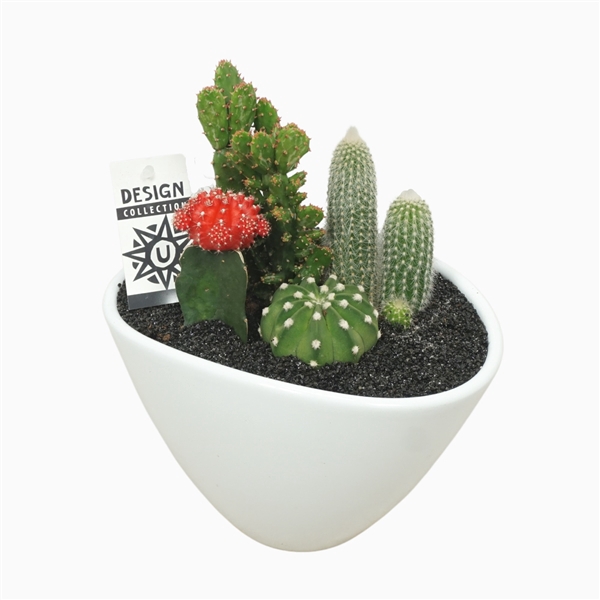 <h4>Cactus arrangement in ovale pot 25 cm met etiket</h4>