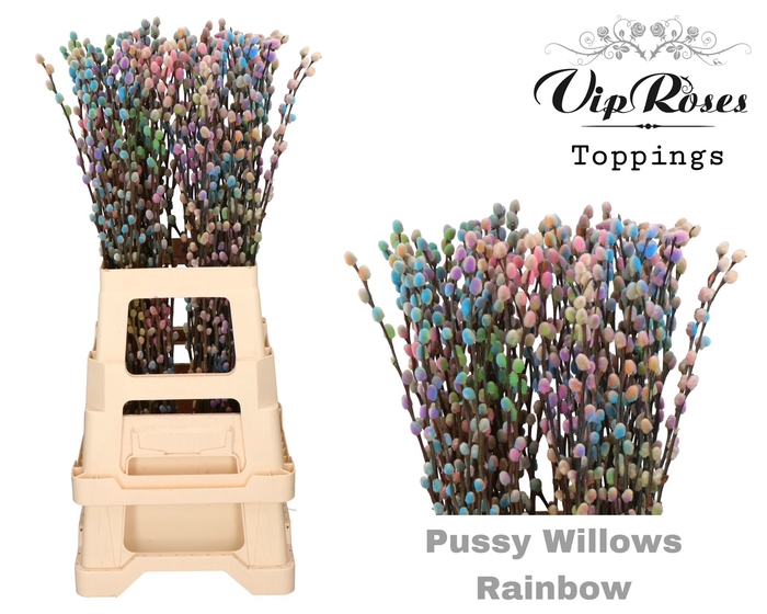 <h4>Salix paint pussy willow rainbow</h4>