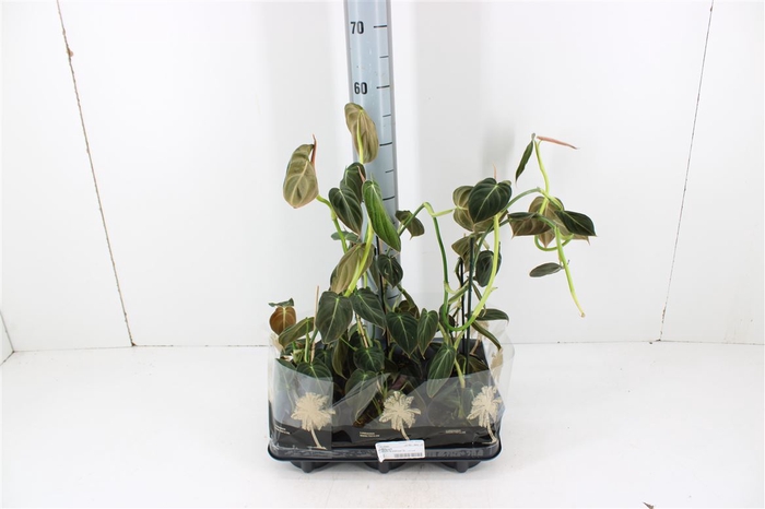 <h4>Philodendron Melanochrysum P12</h4>