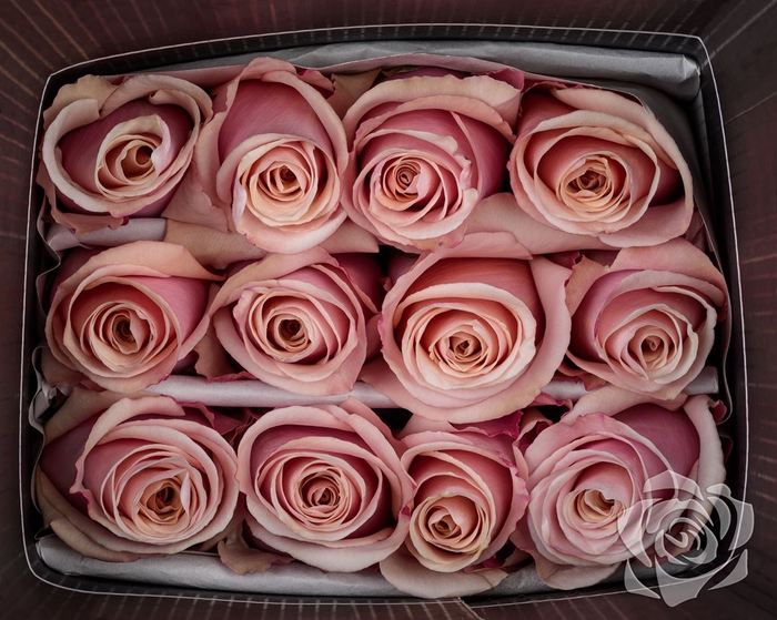 <h4>>> Rosa Gr Mother Of Pearl 70cm**promo**</h4>