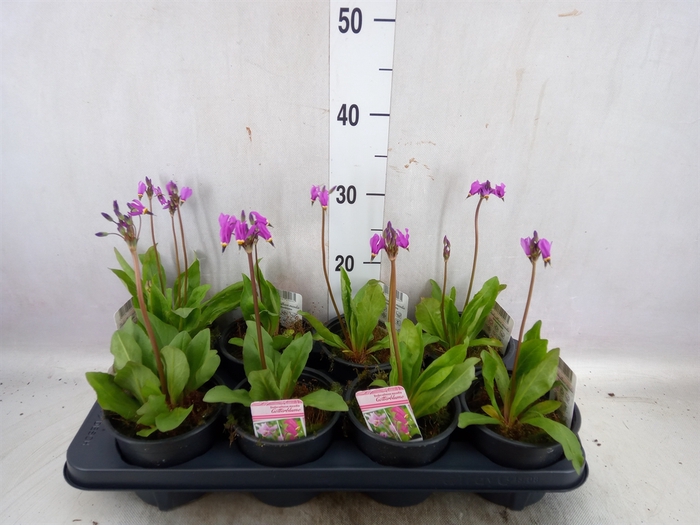 <h4>Dodecatheon meadia</h4>