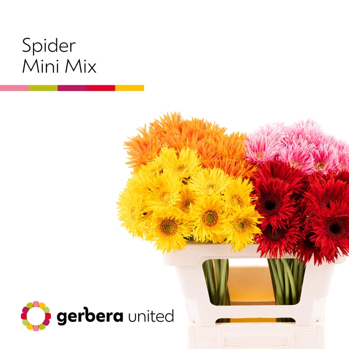 <h4>Germini Spider Mix Spider 4 kleuren Water</h4>