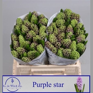 Hyac Purple Star