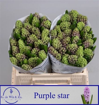<h4>Hyac Purple Star</h4>