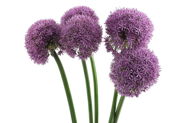 <h4>Allium Big Balls Super</h4>
