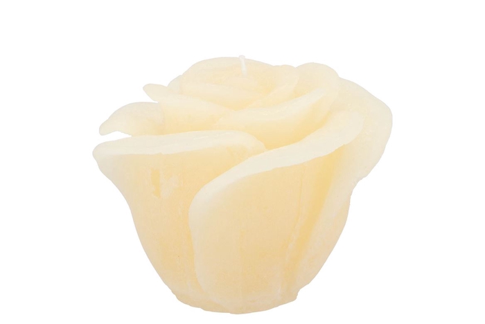 <h4>Candle rose ivory 11x9cm</h4>
