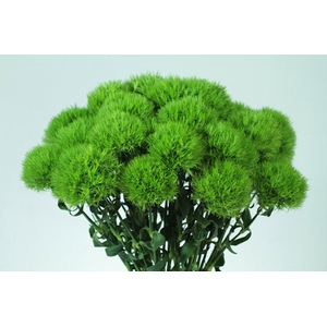 Dianthus Lady In Green