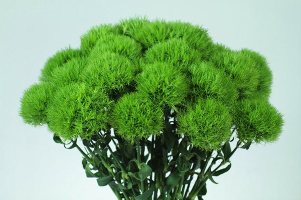 Dianthus Lady In Green