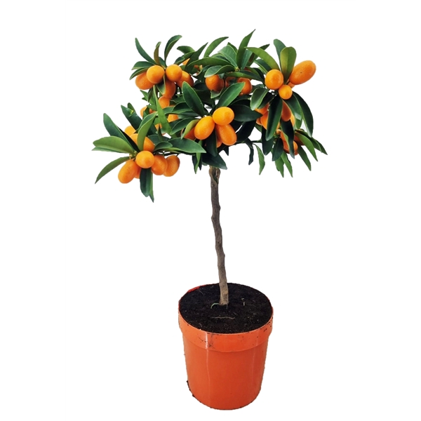 <h4>Citrus kumquat</h4>