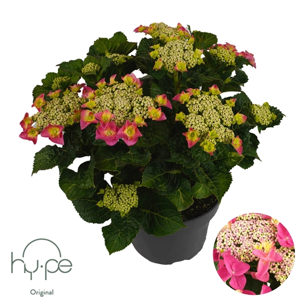 <h4>Hydrangea Lacecap Pink 7+ | Hy-pe Original</h4>