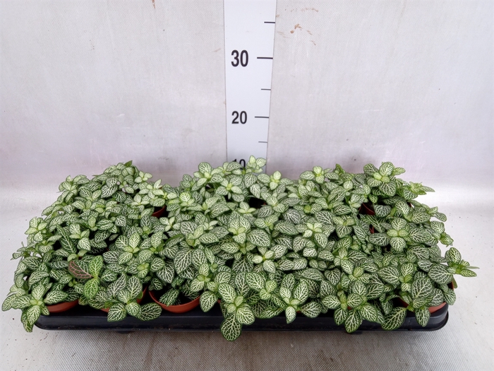 Fittonia  'Mosaic Marble Green'