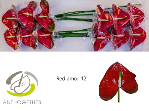 <h4>Anthurium red amor</h4>