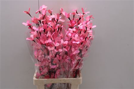 <h4>Butterfly Flower Pink</h4>