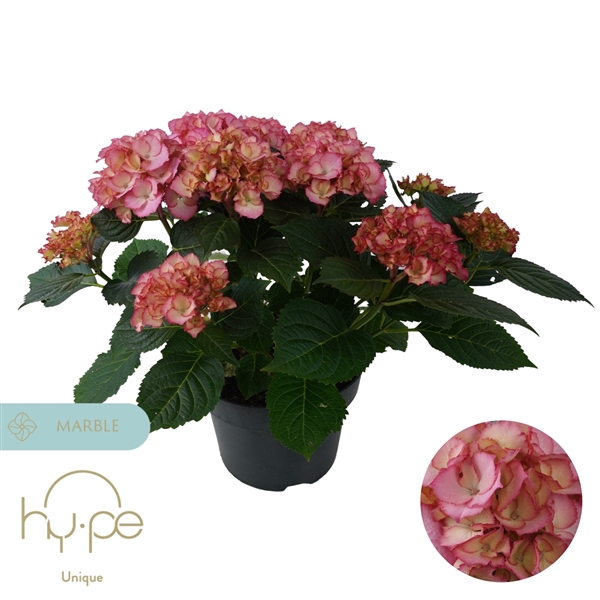 <h4>Hydrangea Ave Pink 7+ | Hy-pe Unique</h4>
