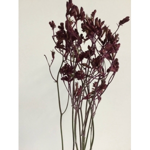 DRIED FLOWERS - ANIGOZANTHUS EARLY SPRING 10PCS